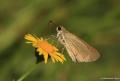 Gegenes nostrodamus (Nostrodamus)